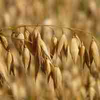 Organic OAT SEEDS | avena sativa | oat seeds tea | herbal tea | oatstraw seeds | dried seeds | organic seeds | organic herb | herba | tea