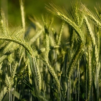 Organic BARLEY SEEDS | Hordeum vulgare | Barley Tea | Herbal Tea | Dried Seeds | Organic Seeds | Organic Herb | Semens  | Dried Herbs | Tea