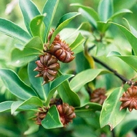 Organic STARS ANISE | Whole Star Anise | Illicium verum | Spices | Herbal Tea | Stars Anise Tea | Herba | Tea