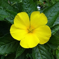 Organic DAMIANA LEAF | turnera diffusa | damiana tea | herbal tea | dried herbs | organic herbs | tea | herba