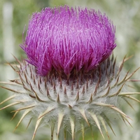 Organic SCOTCH THISTLE FLOWER | onopordum acanthium | scotch thistle tea | herbal tea | dried flower | herba | tea | organic herbs | flower