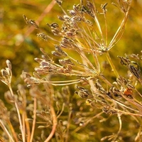 Organic CUMIN SEEDS | cuminum cyminum | cumin seeds whole | spices | dried seeds | organic seeds | organic herb | herba | cumin seeds tea