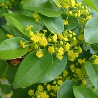 Organic JERUSALEM THORN BERRIES | Paliurus Spina Christi | Christ's Thorn Berries | Christ Thorn Tea | Herbal Tea | Herba | Tea