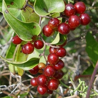 Organic SARSAPARILLA ROOT | smilax officinalis | sarsaparilla tea | herbal tea | dried root | organic herbs | organic root | herba