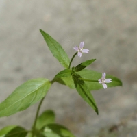Organic Small Flowering Willow Herb | Epilobium Parviflorum | Organic Dried Bulk Herb | Epilobium Herb | Herbal Tea | Willow Herb Tea