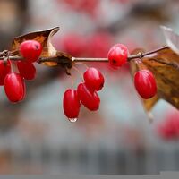 Organic DOGWOOD BERRIES | cornus mas fructus | dogwood berries tea | dried berries | organic fruits | organic herb | herba | fruits tea