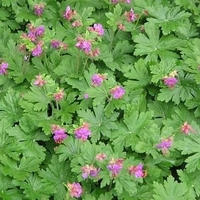 Organic CRANSEBILL LEAF | Geranium Macrorrhizum | Cransebill Tea | Dried Leaf | Herbal Tea | Organic Herbs | Herba | Tea | Organic Leaf