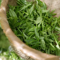 Organic BANCHA GREEN TEA | camellia sinensis | herbal tea | dried herbs | organic herbs | herba | tea