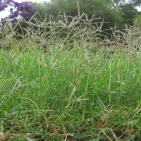 Organic bermuda grass root | cynodon dactylon | bermuda grass tea | dried root | herbal tea | organic herbs | dried herbs | herba | tea