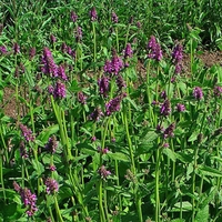 Organic Wood Betony (Stachys officinalis)