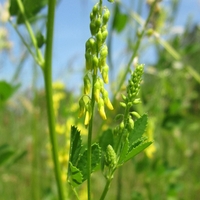 Organic SWEET CLOVER MELILOT herb | melilotus officinalis | melilot tea | sweet clover tea | herbal tea | herba | tea | organic herbs
