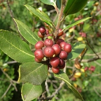 Organic BUCKTHORN BARK | Frangula Rupestris | Buckthorn Tea | Herbal Tea | Organic Herbs | Dried Herbs | Herba | Organic Bark Tea