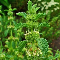 Organic HOREHOUND HERB | Marrubium vulgare | Herbal Tea | Health Remedy | Dried Herbs | Natural Tea | Dried Bulk Tea | Organic Tea