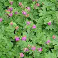 Organic CRANSEBILL ROOT | geranium macrorrhizum | cransebill tea | dried root | herbal tea | organic herbs | herba | tea | organic root