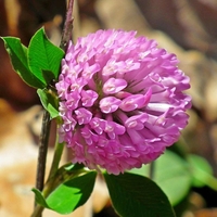 Organic ALFALFA SEEDS | medicago sativa | alfalfa herbs | alfalfa tea | dried seeds | organic seeds | organic herbs | herba | tea