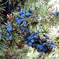 Organic juniper berries | juniperus communis | juniper berries tea | dried berries | organic herbs | dried herbs | herba | tea