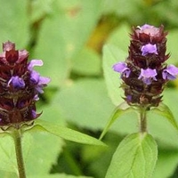Organic SELF HEAL HERB | prunella vulgaris | brunella vulgaris | self heal tea | herbal tea | dried herbs | organic herbs | herba | tea