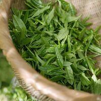 Organic Matcha Tea Powder | Matcha Green Tea Powder | Camellia Sinensis | Herbal Tea | Herbal | Tea