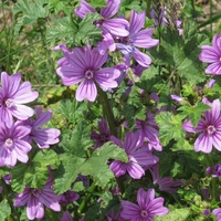 Organic blue mallow herb | malva sylvestris | blue mallow tea | herbal tea | dried herb | organic herb | herba | tea