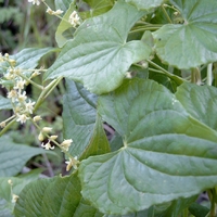 Organic BLACK BRYONY ROOT | Tamus Communis | Dried Root |