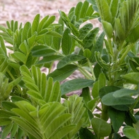 Organic ASTRAGALUS ROOT | astragalus membranaceus | astragalus tea | dried root | herbal tea | organic herbs | dried herbs | herba | tea