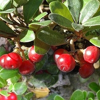 Organic UVA URSI LEAF | Arctostaphylos Uvaursi | Uva Ursi Tea | Dried Leaf | Organic Herbs | atural Organic Tea | Organic Dried Herb