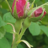 Organic ROSE BUDS WHOLE | damask rose | rosa damascena | rose bulgarian flower | herbal tea | organic herbs | herba | tea