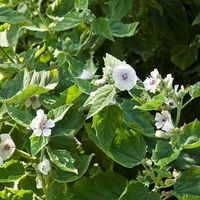 Organic MARSHMALLOW LEAF | althaea officinalis | marshmallow leaf tea | herbal tea | dried leaf | organic herbs | dried herbs | herba | tea