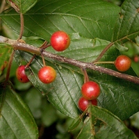 Organic BUCKTHORN BARK | Frangula Rupestris | Buckthorn Tea | Herbal Tea | Organic Herbs | Dried Herbs | Herba | Organic Bark Tea