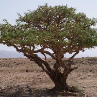 Organic FRANKINCENSE RESIN | boswellia serrata | dried resin | organic resin | resin | dried bulk herb | herba
