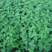 Organic STINGING NETTLE LEAF | urtica dioica | nettle tea | nettle leaf tea | herbal tea | dried leaf | organic herbs | herba | tea