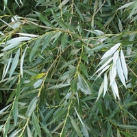 White Willow Bark (Salix Alba) – Natural Herbal Pain Relief & Anti-Inflammatory – Organic & Wild Harvested