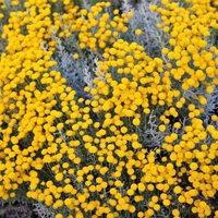 Organic COSTMARY HERB | tanacetum balsamita | costmary tea | herbal tea | dried herbs | organic herbs | herba | tea
