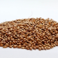 Organic SORGHUM SEEDS | Sorghum Vulgare | Sorghum Bicolor Semens | I Organic Seeds | Dried Seeds | Organic Herbs |