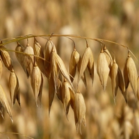 Organic OAT SEEDS | Avena Sativa | Oat Seeds Tea | Herbal Tea | Oatstraw Seeds | Dried Seeds | Organic Seeds | Organic Herb