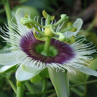 Organic PASSION HERB | passiflora incarnata | passion flower herb tea | herbal tea | organic herbs | herba | tea | remedies | dried herbs