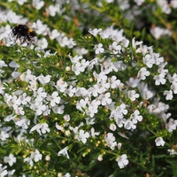 Organic SAVORY WINTER HERB | satureja montana | savory tea | herbal tea | dried herbs | organic herbs | savory herb tea | herba | tea