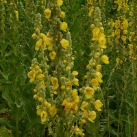 Organic MULLEIN LEAF | Mullein Leaf Tea | Mullein Leaf | c/s Verbascum thapsus | Dried Wildcrafted | Herbs Remedy | Natural Organic Tea