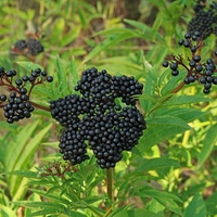 Organic DWARF ELDER ROOT | Sambucus Ebulus | Dried Root | Organic Root | Dried Herbs | Organic Herbs | Herbalist | Herba
