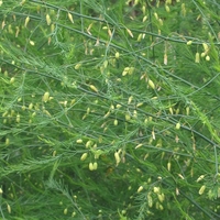 Wild Asparagus Herb (Asparagus Officinalis) – Natural Detox & Kidney Support