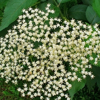 Organic ELDER FLOWER | sambucus nigra | elder flower tea | herbal tea | dried herbs | organic herbs | dried flower | herba | tea | flowers