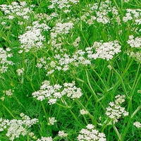 Organic CARAWAY SEEDS | carum carvi | caraway tea | dried seeds | organic herbs | organic spices | herbal tea | herba | tea | seeds