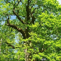 Organic OAK BARK | quercus robur | oak bark tea | herbal tea | dried bark | dried herbs | organic herbs | herba | tea | organic bark cortex