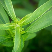 Organic STEVIA LEAF POWDER | Stevia rebaudiana | Pure Green Stevia | Grade A Sweetener | Organic Powder | Organic Herbs | Herba | Tea