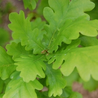 Organic OAK BARK | Quercus Robur | Oak Bark Tea | Herbal Tea | Dried Bark | Dried Herbs | Organic Herbs | Herba | Organic Bark Cortex
