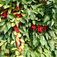 Organic Schizandra Berries | Schisandra Chinensis | Schisandra Berries Premium Grade | Herbal Tea | Fruits Tea | Natural Berries