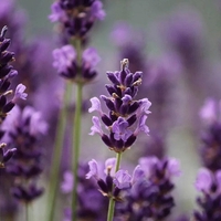 Organic LAVENDER FLOWER | lavandula angustifolia | herbal tea | dried flower | organic flower | dried herbs | organic herbs | herba | tea