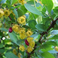 Organic BARBERRY ROOT | berberis vulgaris | barberry tea | dried root | organic herbs | dried herbs | herba | tea | organic root