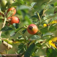Organic ROSEHIPS ROOT | rosa canina | rosehip root | rosehip tea | herbal tea | herba | tea | dried root | organic herbs | root tea