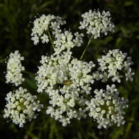 Organic BURNET SAXIFRAGE ROOT | Pimpinella Saxifraga | Burnet Saxifrage Root Tea | Herbal Tea | Herba | Tea | Organic Root | Organic Herbs